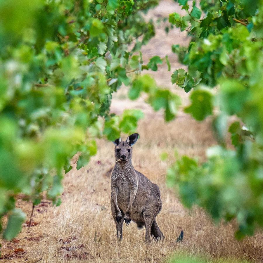 Triple Creek Guest House - Barossa Region Seppeltsfield Luaran gambar